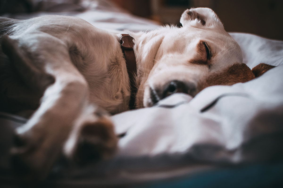 Een oudere hond zal meer slapen dan een pup. Zorg voor een goede slaapplek.
